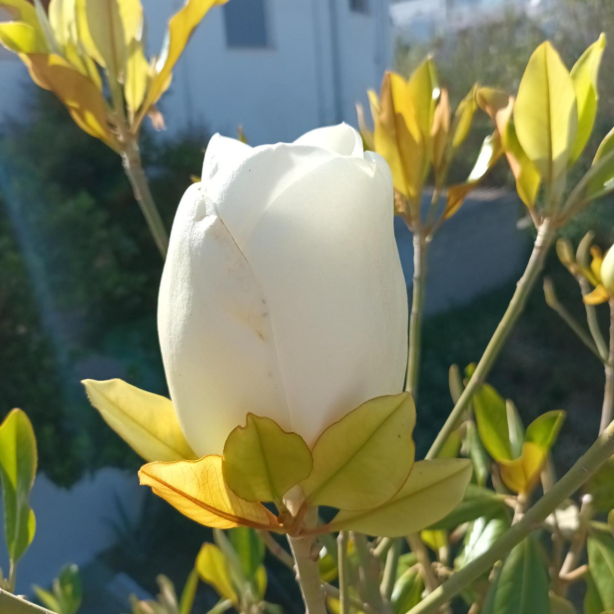 Magnolia Senses Leilighet Kini Rom bilde